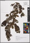 Foto von Salix caprea L. x Salix cinerea L.